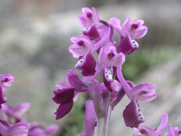 Orchidee da La Maddalena